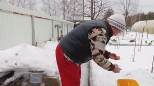 11 января 2025. Январская посадка чеснока.