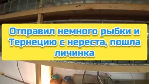 Отправил немного рыбки и Тернецию с нереста, пошла личинка