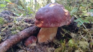 Знакомство с Карелией. Марс атакует. Часть 15