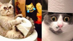 СМЕШНЫЕ КОТЫ 😈 Я РЖАЛ ЦЕЛЫЙ ЧАС 😂 САМЫЕ СМЕШНЫЕ ЖИВОТНЫЕ, ПРИКОЛЫ С КОТАМИ