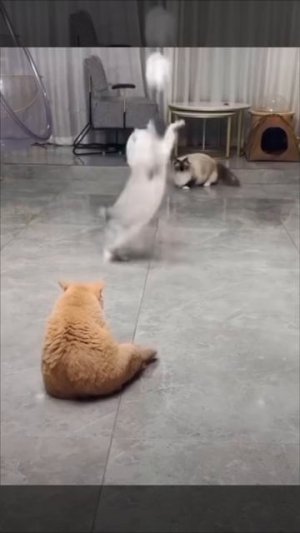 смешные коты