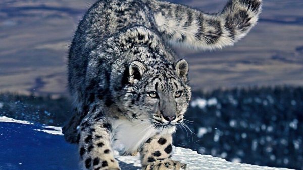 барс в мире танков