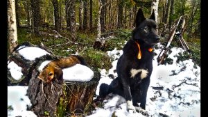 ДОСАДНЫЕ ПРОМАХИ. НОЧЁВКА НА "ЯГОДНОЙ". ОЧЕРЕДНОЙ СОБОЛЬ ДОБЫТ. #идилесом 01.11.2024