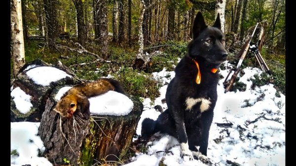 ДОСАДНЫЕ ПРОМАХИ. НОЧЁВКА НА "ЯГОДНОЙ". ОЧЕРЕДНОЙ СОБОЛЬ ДОБЫТ. #идилесом 01.11.2024