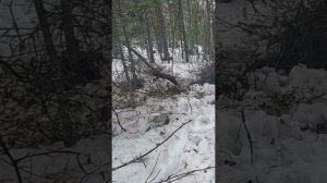 Уходим, v. 2.0. #идилесом