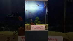 покорми рыбок