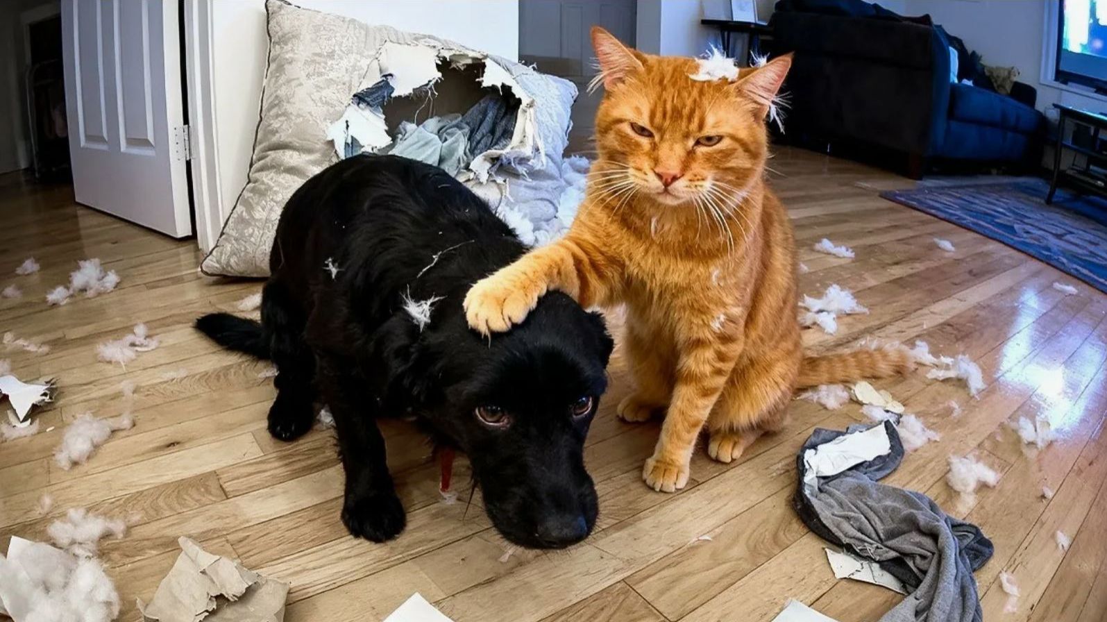 ВИДЕО ПРИКОЛЫ С ЖИВОТНЫМИ 😹 СМЕШНЫЕ КОТЫ и СОБАКИ СМЕШНЫЕ ЖИВОТНЫЕ смотреть онлайн