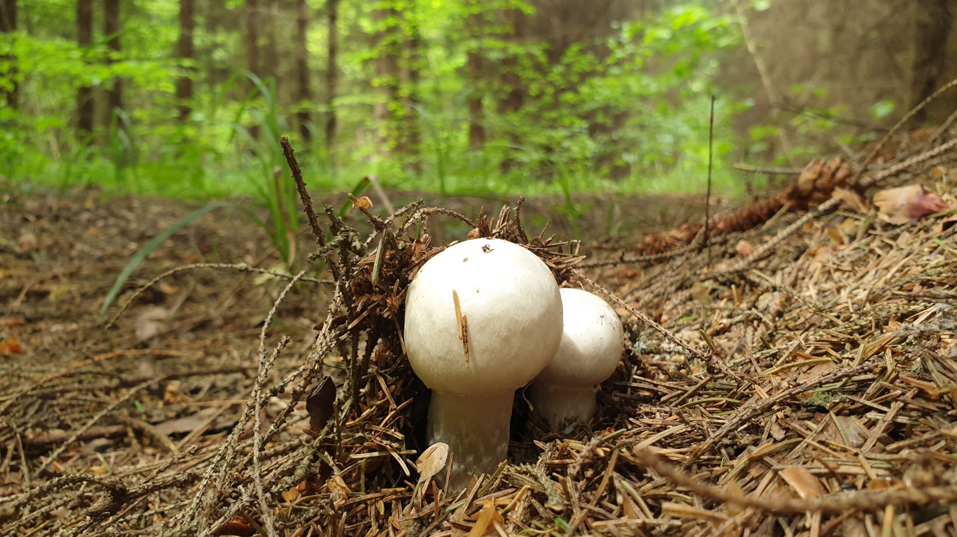 ЛУЧШАЯ ТИХАЯ ОХОТА НА ШАМПИНЬОНЫ !!! смотреть онлайн