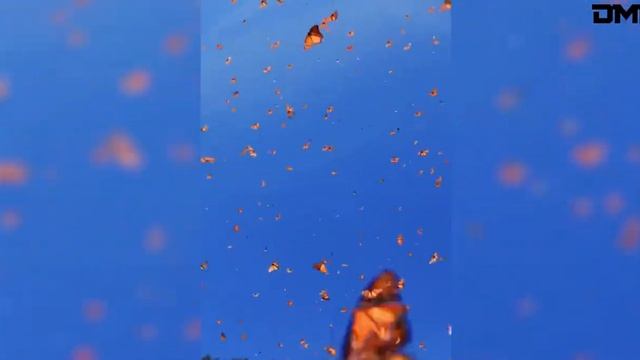 Эксклюзивные моменты, снятые на камеру! Видео из интернета. смотреть онлайн