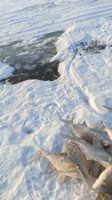 рыбалка на красноярском водохранилище