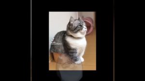 колаба с Edits