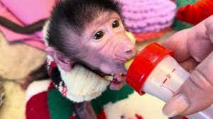 У Николь прекрасный аппетит, тепленькая жилеточка пришлась ей как раз в пору😁