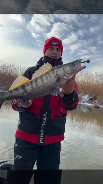 Чёрный судак в Астрахани, что за порода? смотреть онлайн