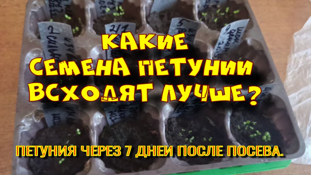 КАКИЕ СЕМЕНА ПЕТУНИИ ВСХОДЯТ ЛУЧШЕ? смотреть онлайн