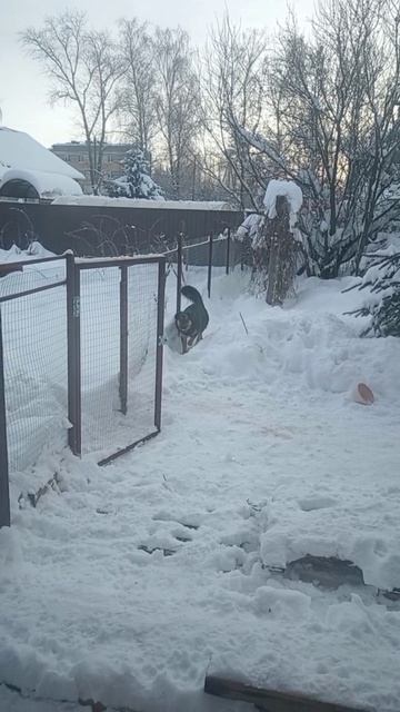 СОБАКА ОХРАННИК И ХИТРЫЙ ПЁС!