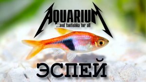 Расбора эспей - маленькая аквариумная красавица!