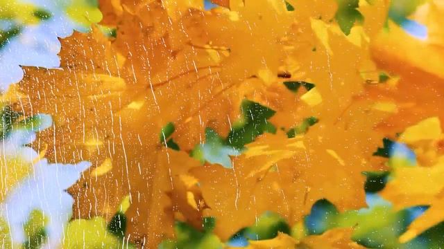 Футаж — Лучший осенний фон на 1 сентября. Футажи (footages) красивая природа [FullHD]_1