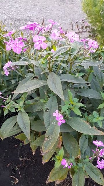 Третья волна цветения флокса Ялтинская ночь. смотреть онлайн