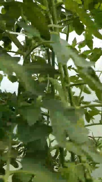 САМЫЙ ВКУСНЫЙ Томат РОЗОВЫЙ МЕД. Выращивала - выращиваю И БУДУ ВЫРАЩИВАТЬ смотреть онлайн