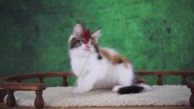 Renesmee 2,5 месяца смотреть онлайн