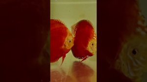 БУДУЩИЕ ЧЕМПИОНЫ