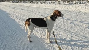 Гуляю с Дунаем.16.01.2026 год.