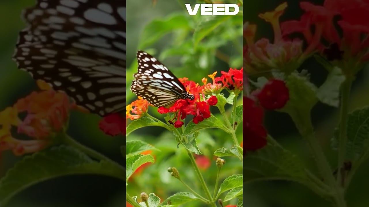 MiniNature - création LEO #création #nature #insectes