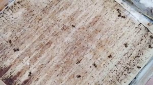 Есть кто живой? Точёк №1 пчёлы ревизия 18_01_2026