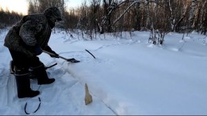 Морозы. Дела житейские. Пробую поймать лису.