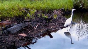 Белая цапля