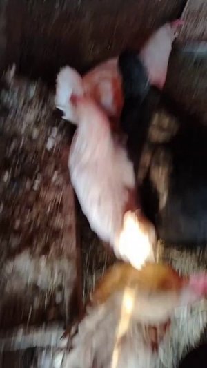 КУРЫ ВСТРЕЧАЮТ МЕНЯ.