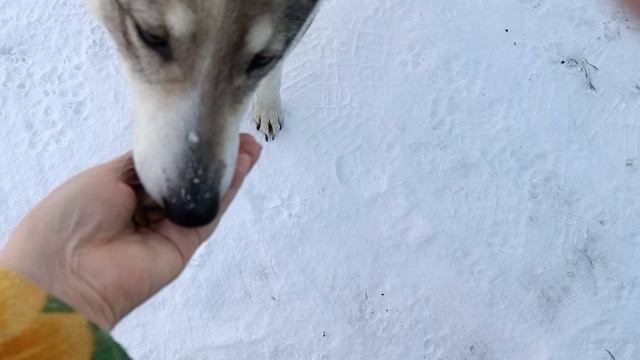 Герда смотреть онлайн