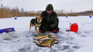 НАШЛИ СТАЮ КРУПНОГО ОКУНЯ И НАЧАЛИ ЕГО ЛОВИТЬ!