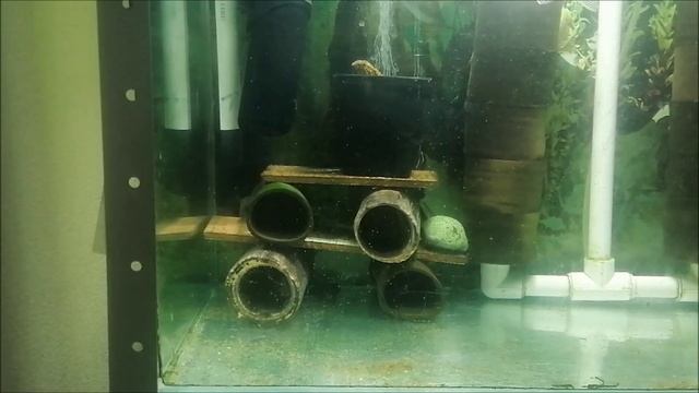 Первый нерест самца номерного сома L144 snow white через месяц после покупки смотреть онлайн