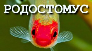 Красноносые родостомусы – прекрасные рыбки для аквариума травника