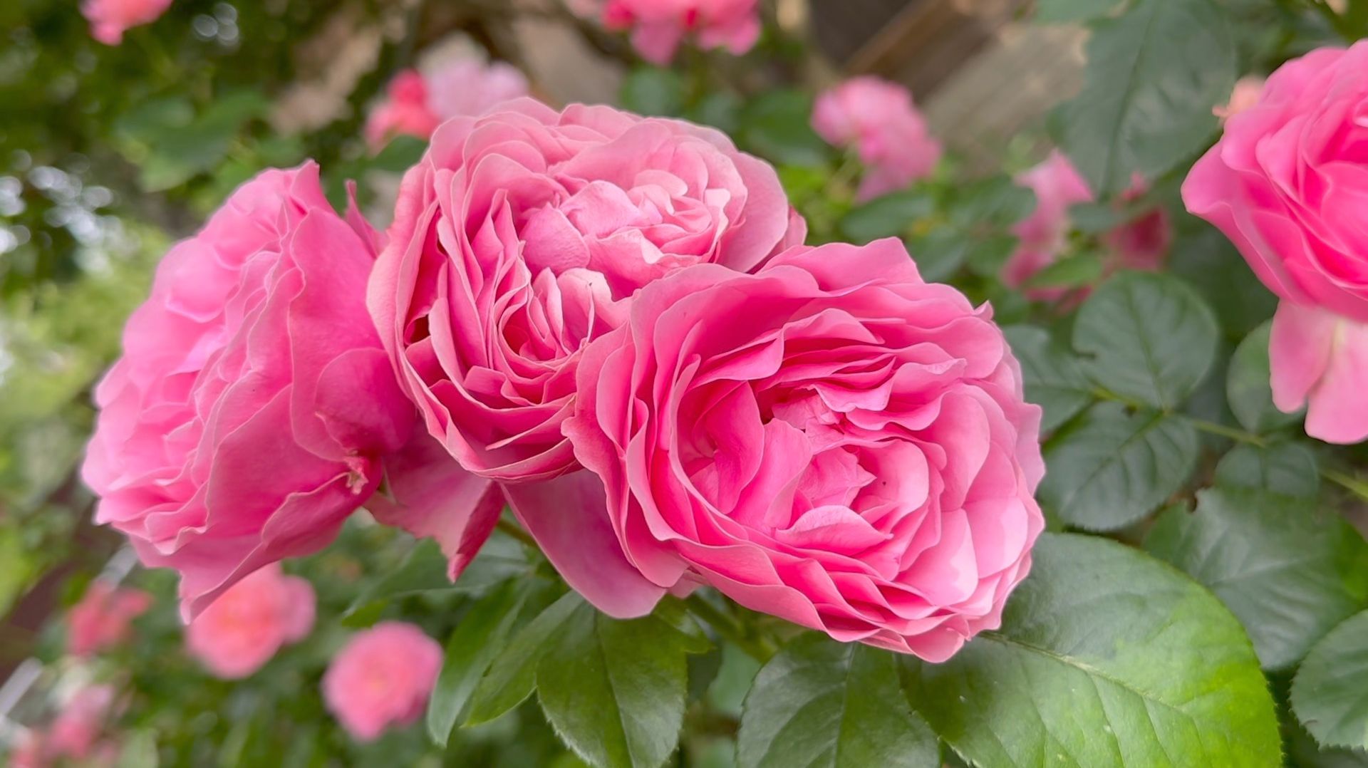 Июль в Саду 21 июля 2025 часть 3