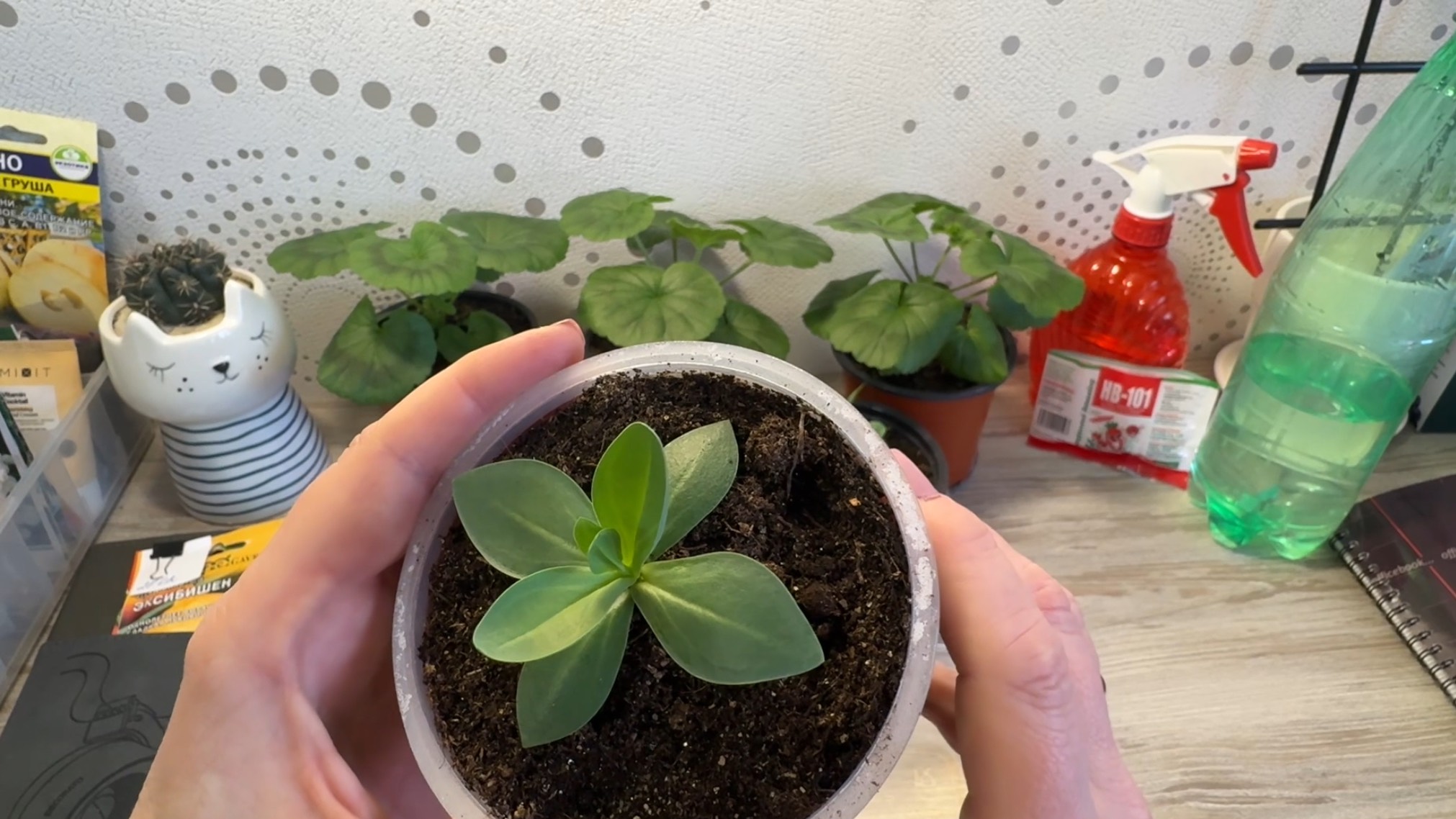 18. 01.26 обзор рассады, дневник огородника смотреть онлайн