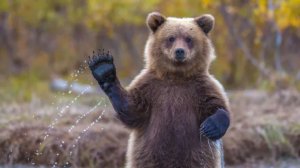 Ветлужские сказки. О медвежьей лапе.