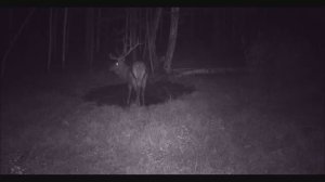 Почему этих зверей редко видят живьём