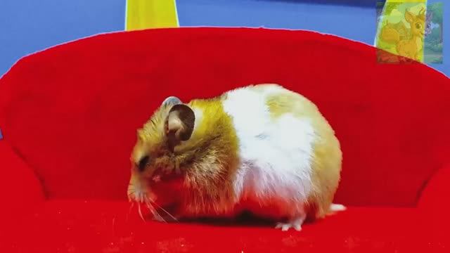 Плохой малыш оклеветал маленького хомячка и сломал игрушку!Маленький хомячок действительно крепкий о смотреть онлайн