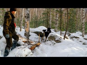 "КАМЕННЫЕ" СОБОЛЯ. ОТКРЫВАЮ ПУТИКИ. ПЕРВАЯ ПРОВЕРКА. #идилесом 31.12.25