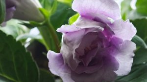 Результаты моего Вируса. Это не презентация новой песни. Она была ранее, здесь ремейк.