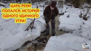 Крупный бобр в капкане — настоящая удача зимней охоты!