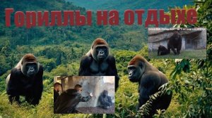 Гориллы на отдыхе. Горилла и кринж. Весёлые видео про горилл.