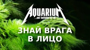 Водоросли в аквариуме: знай врага в лицо!