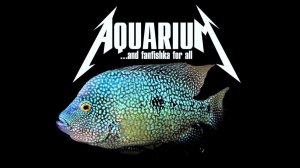 Цихлазома бриллиантовая – американский брюлик!