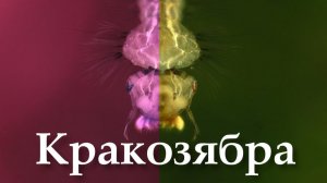 Кто завелся в аквариуме или идентификация кракозябры: черви, планарии, гидры, стрекозы и пр. упыри