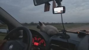 Везли кошку с Алтайского края)
