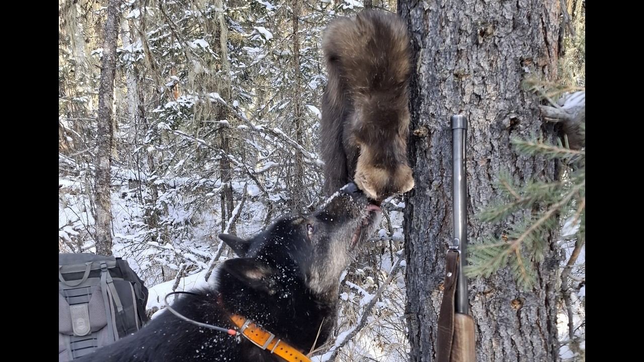 ДВА ДНЯ В ТАЙГЕ: ОТКРЫВАЮ ПУТИК, НОЧУЮ В "БОЛЬШОМ". ЛАЙКА-ПЕНСИОНЕРКА НЕ ПОДВЕЛА! #идилесом 22.11.24 смотреть онлайн