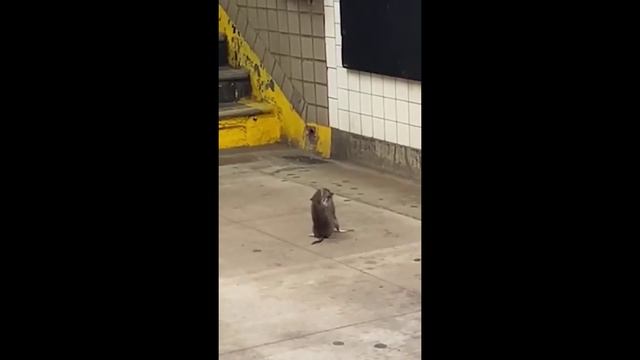 драка в метро Нью-Йорка смотреть онлайн